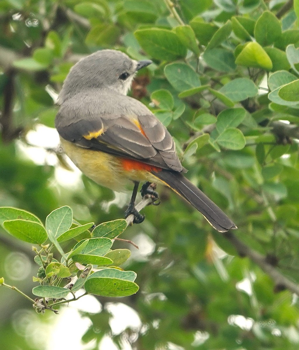 Small Minivet - ML647744087