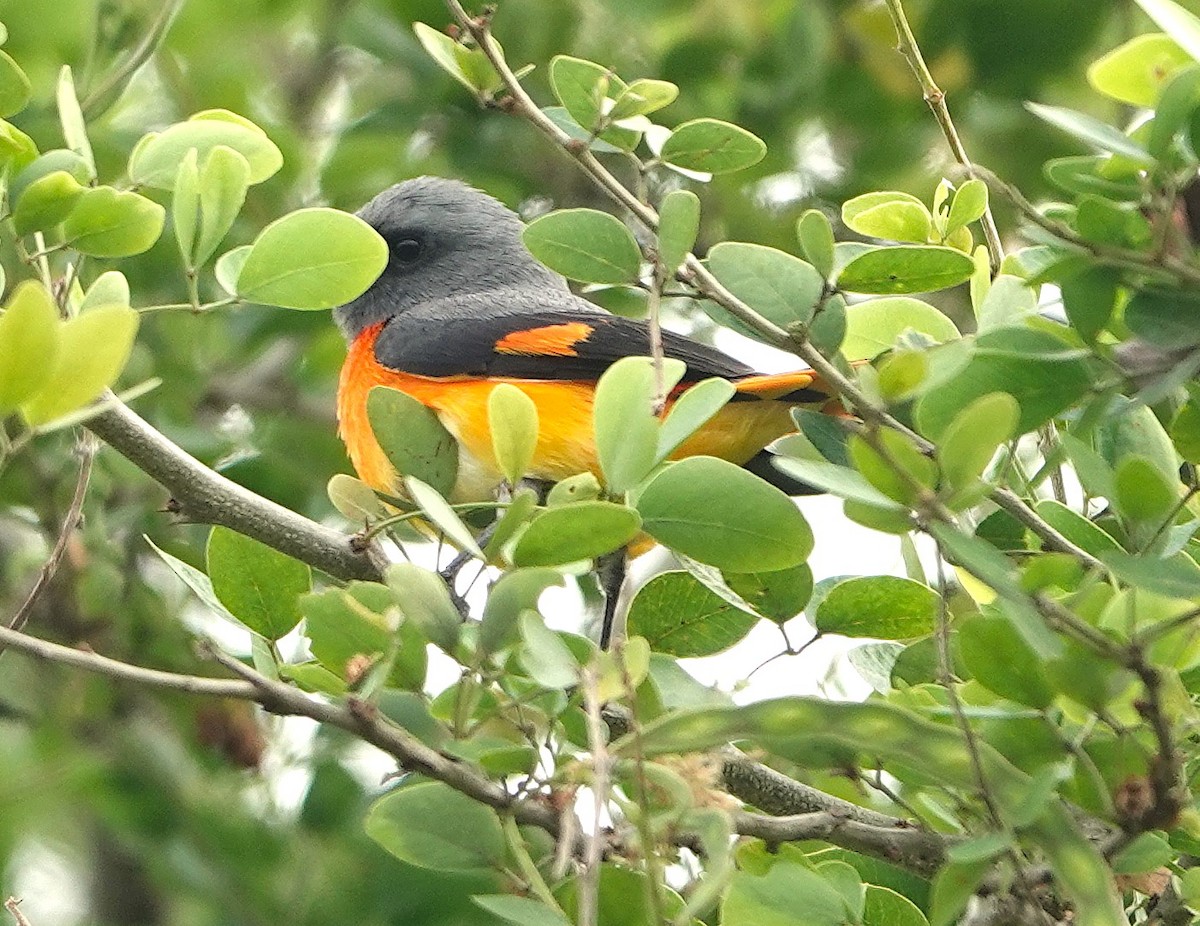 Small Minivet - ML647744088