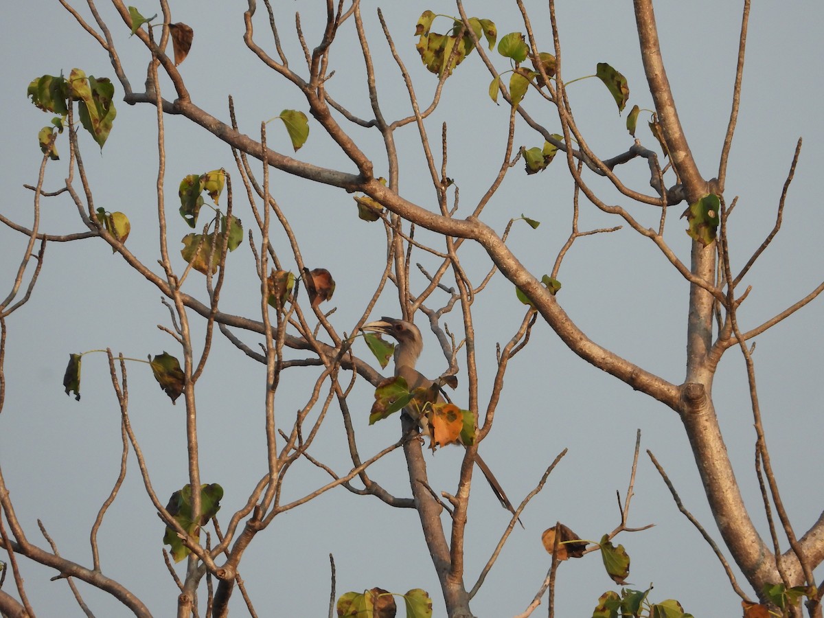 Indian Gray Hornbill - ML647744089