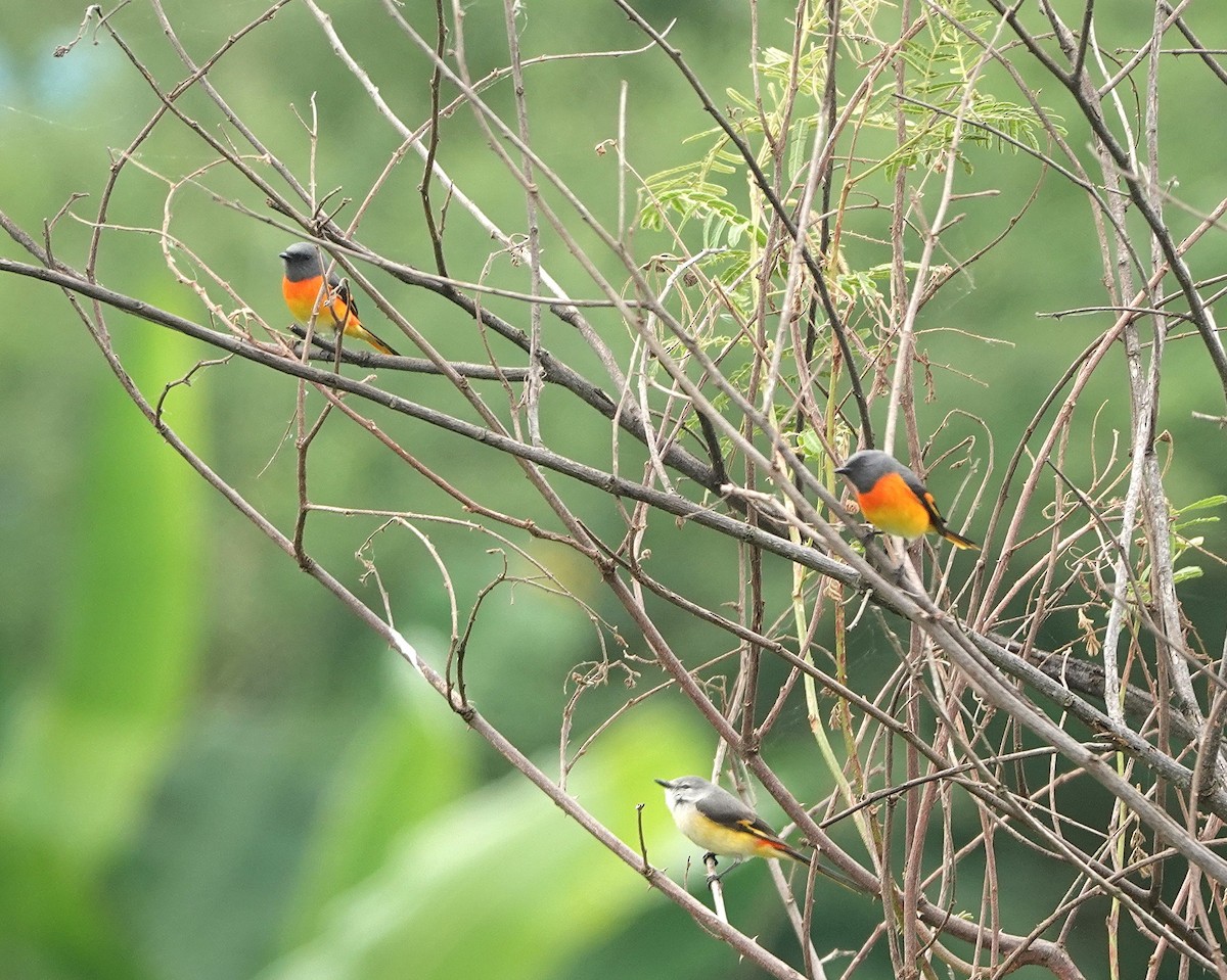 Small Minivet - ML647744090