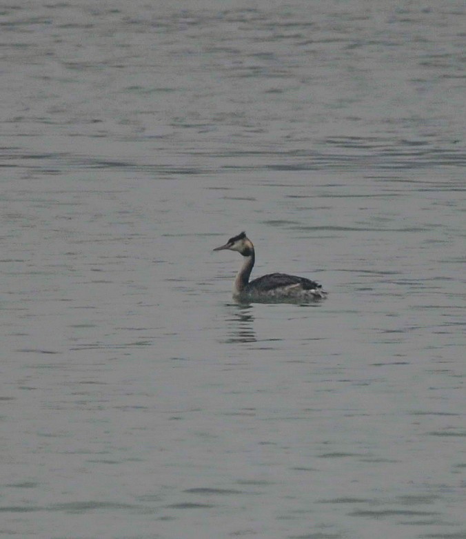Great Crested Grebe - ML647744091