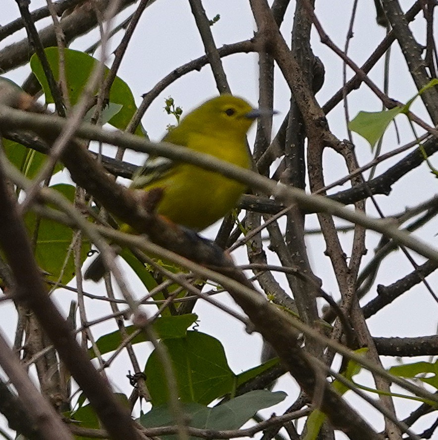 Common Iora - ML647744093
