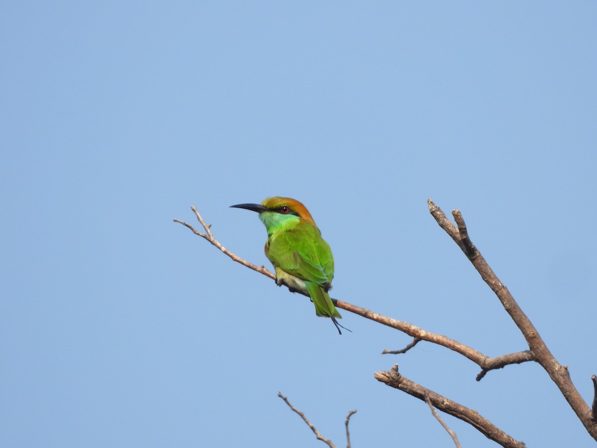 Asian Green Bee-eater - ML647744094