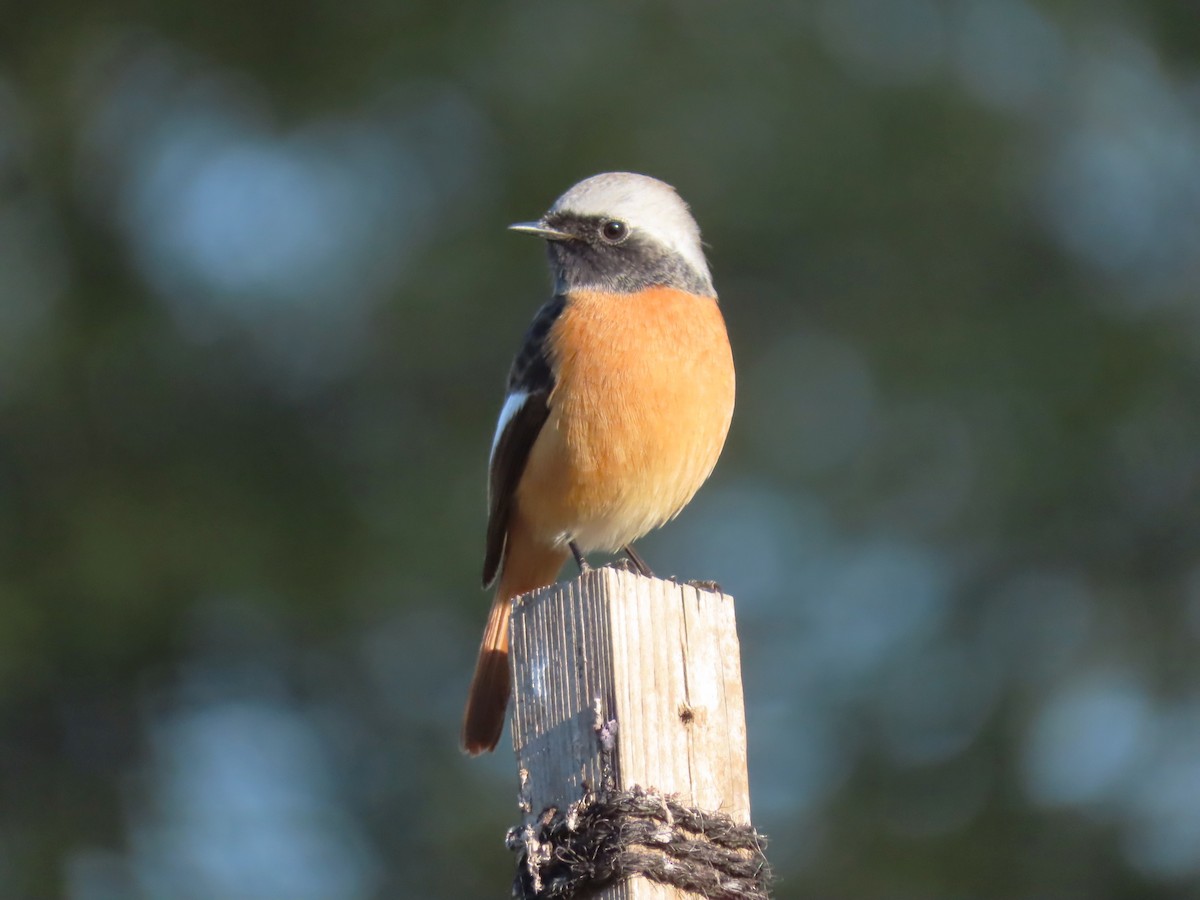 Daurian Redstart - ML647744095