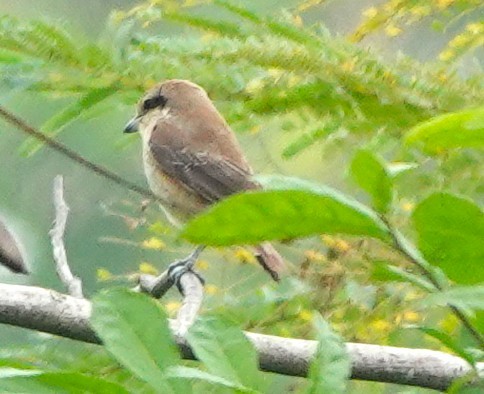 Brown Shrike - ML647744096