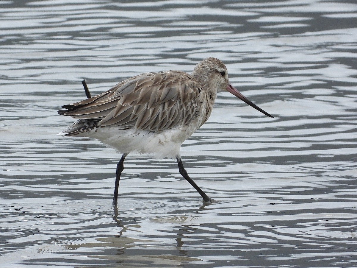 Bar-tailed Godwit - ML647744099