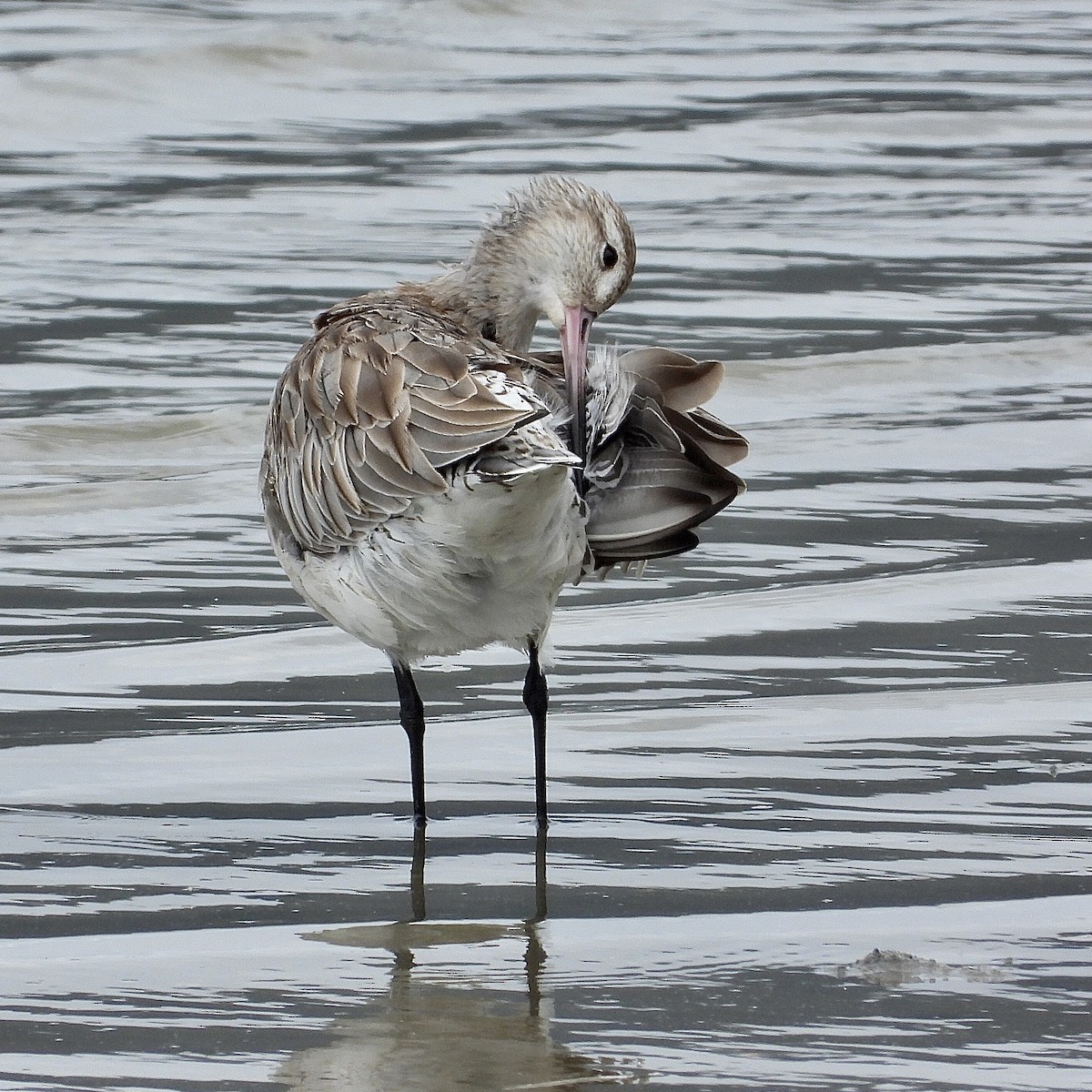 Bar-tailed Godwit - ML647744100