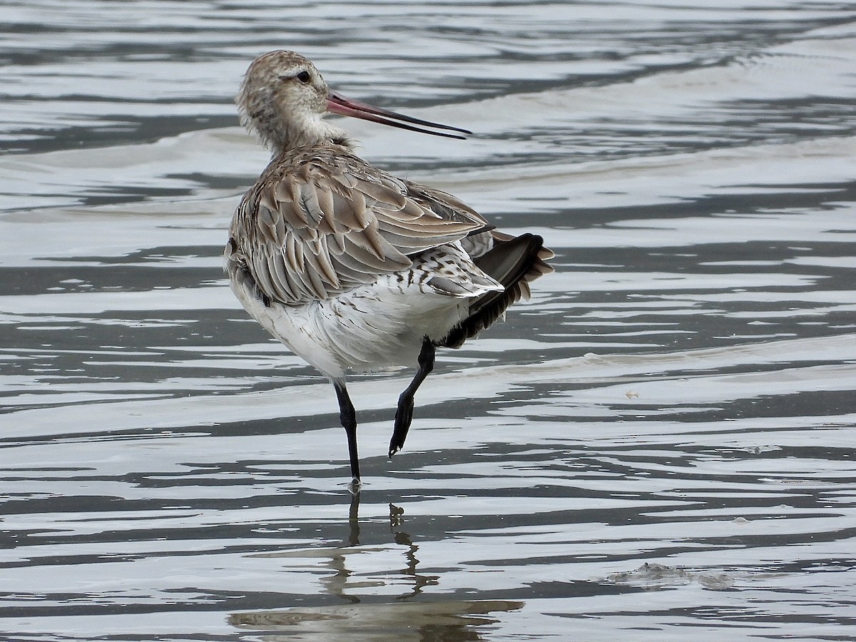 Bar-tailed Godwit - ML647744101