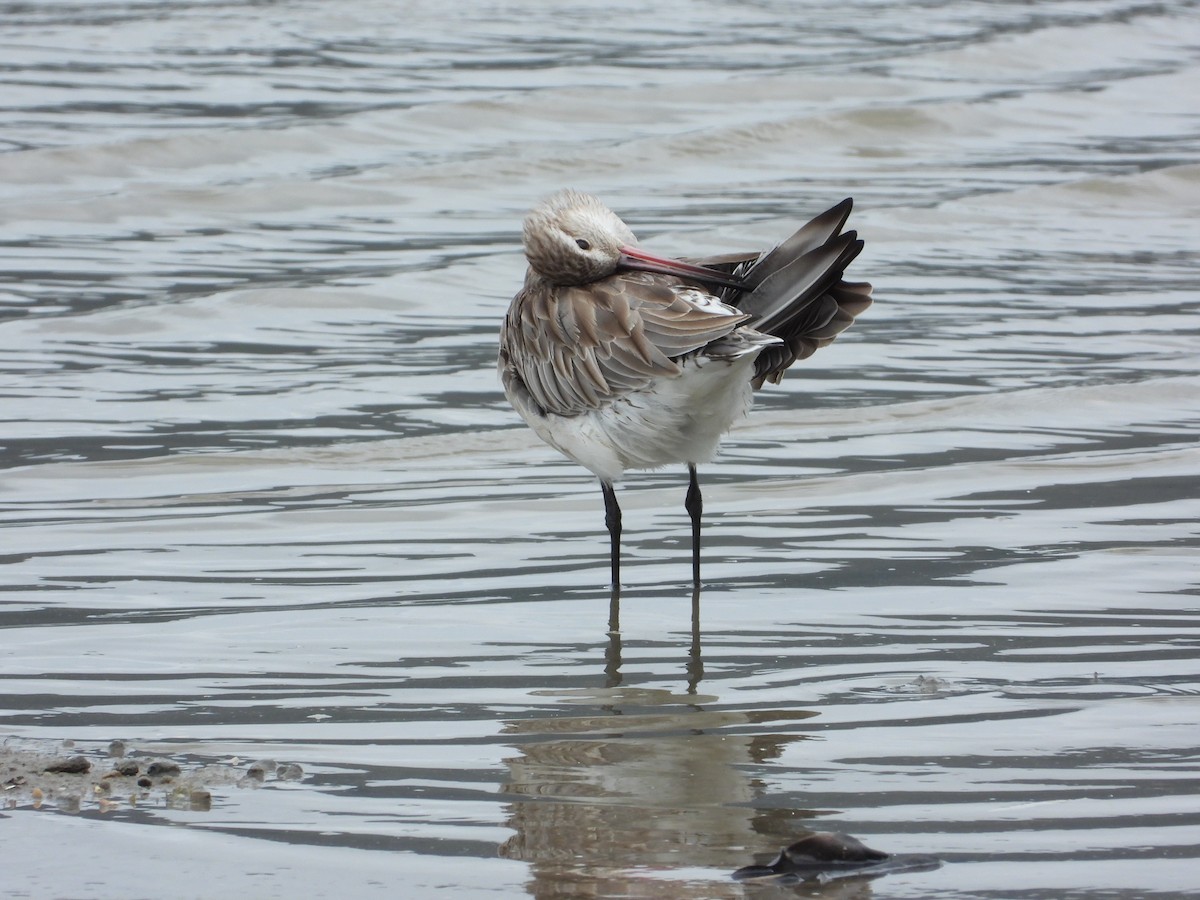 Bar-tailed Godwit - ML647744102
