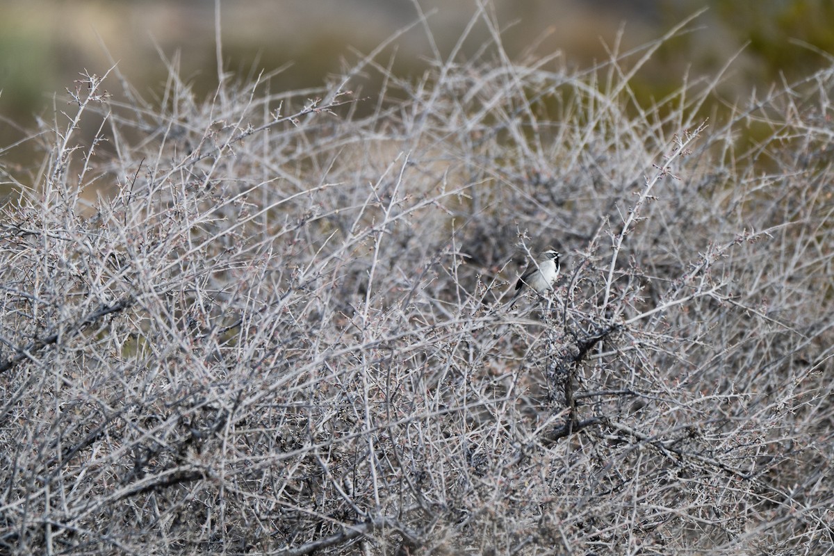 Black-throated Sparrow - ML647744103