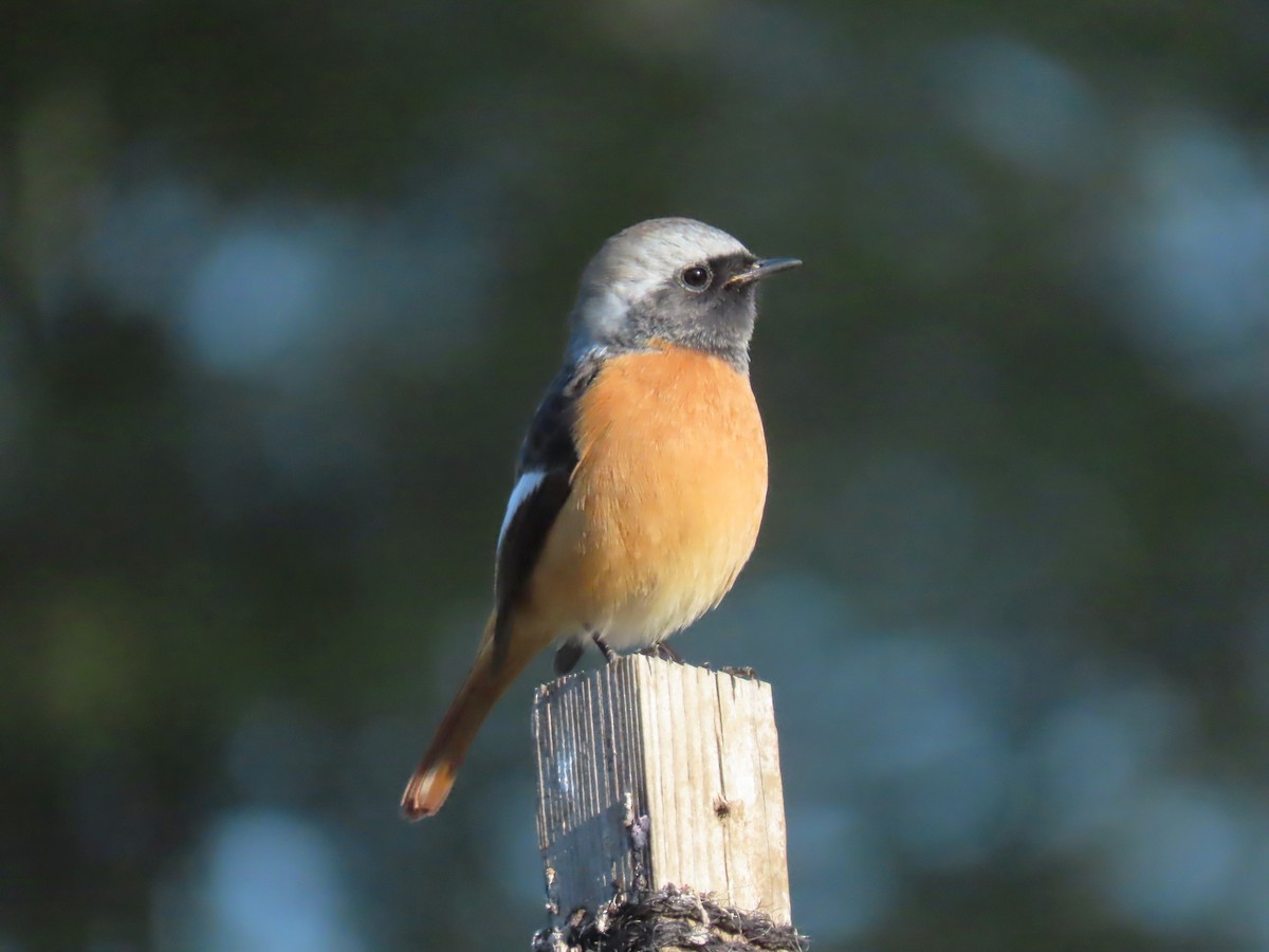 Daurian Redstart - ML647744104