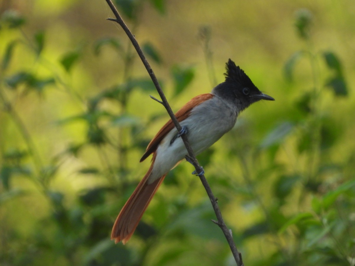 Indian Paradise-Flycatcher - ML647744105