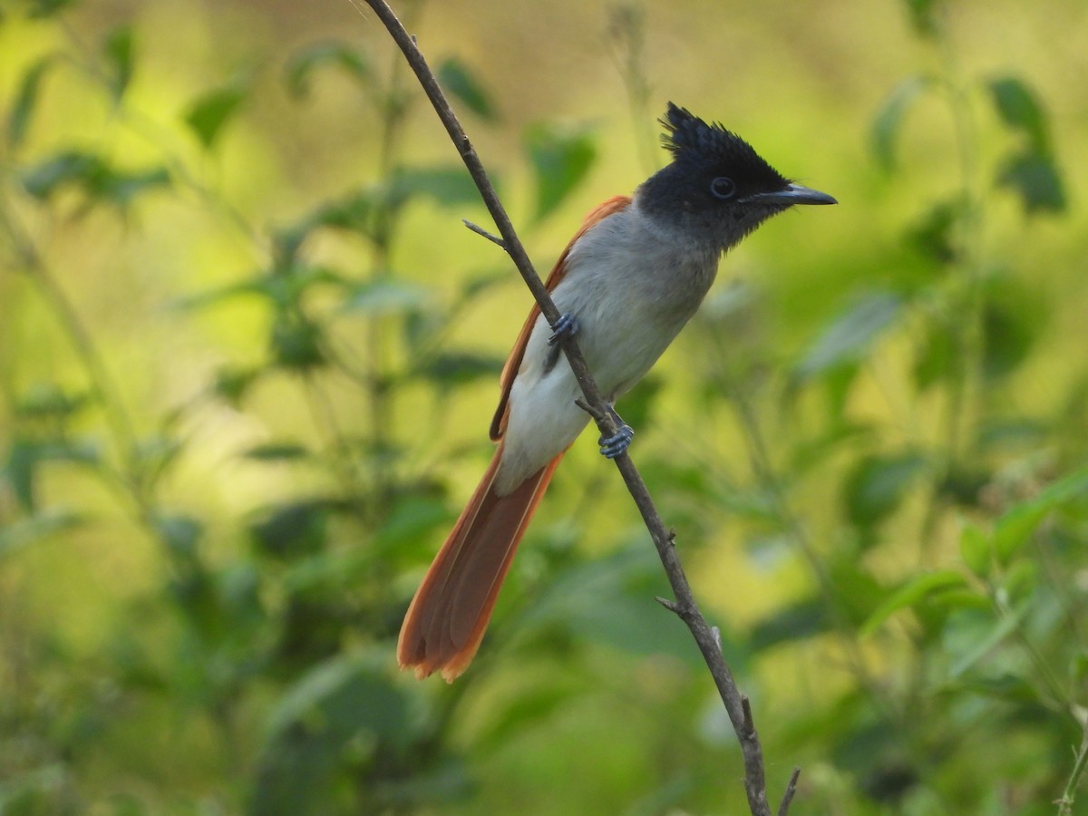 Indian Paradise-Flycatcher - ML647744106