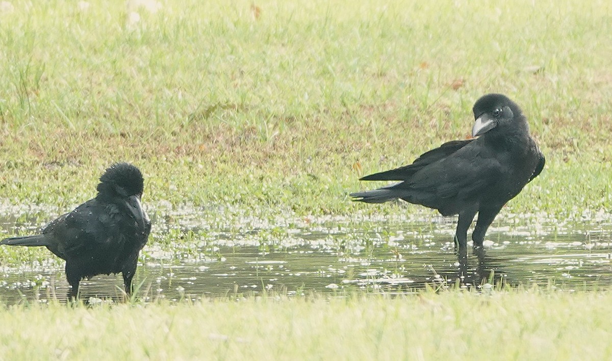 Large-billed Crow (Eastern) - ML647744107