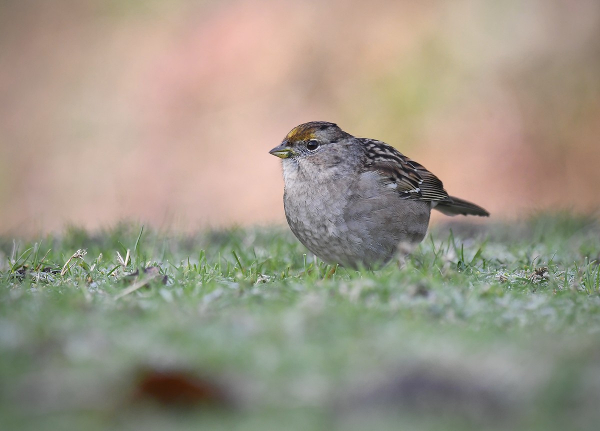 Golden-crowned Sparrow - ML647744108