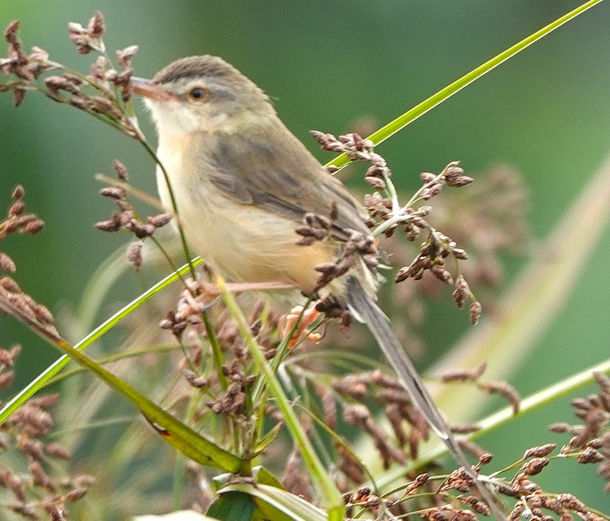 Plain Prinia - ML647744109