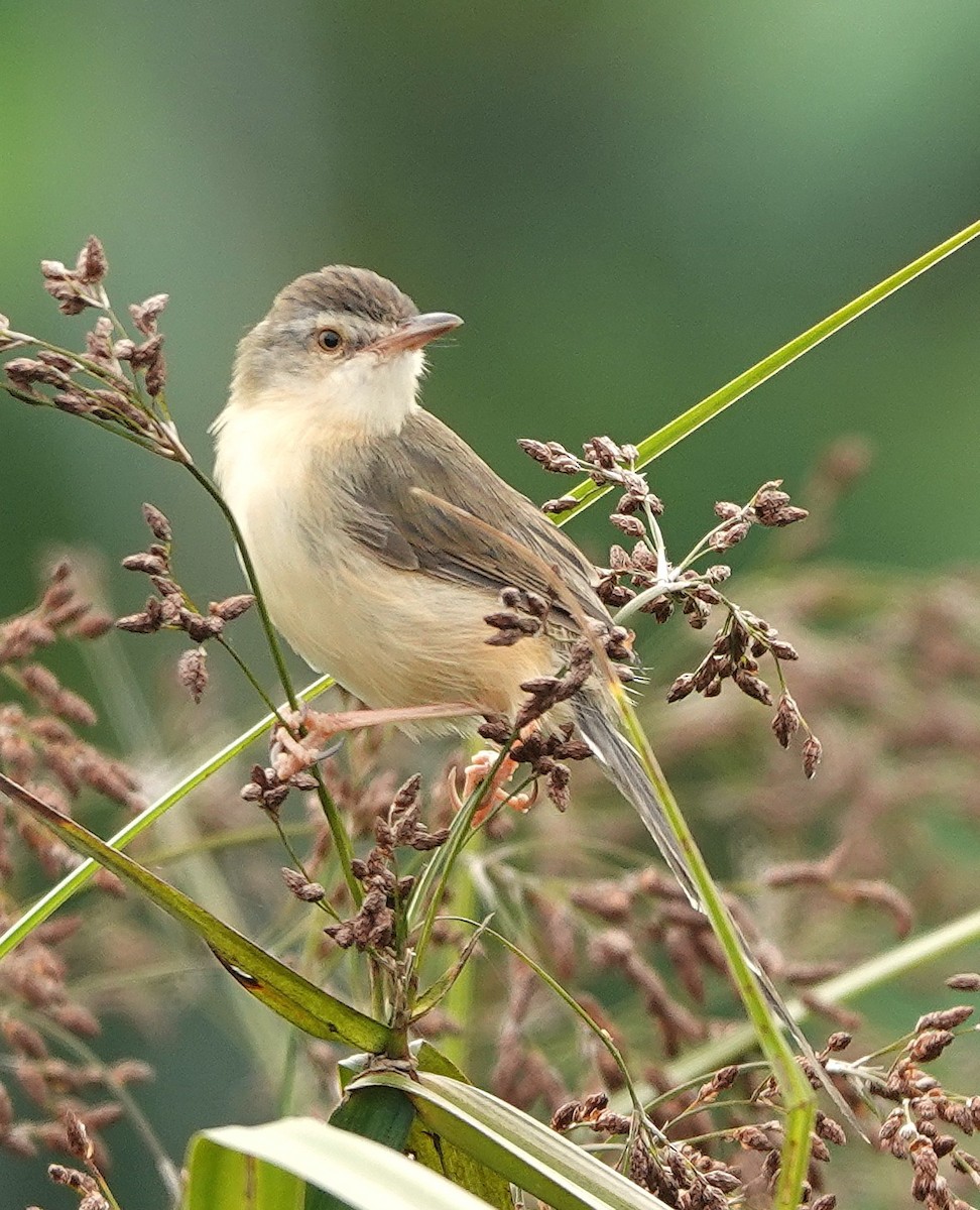 Plain Prinia - ML647744110
