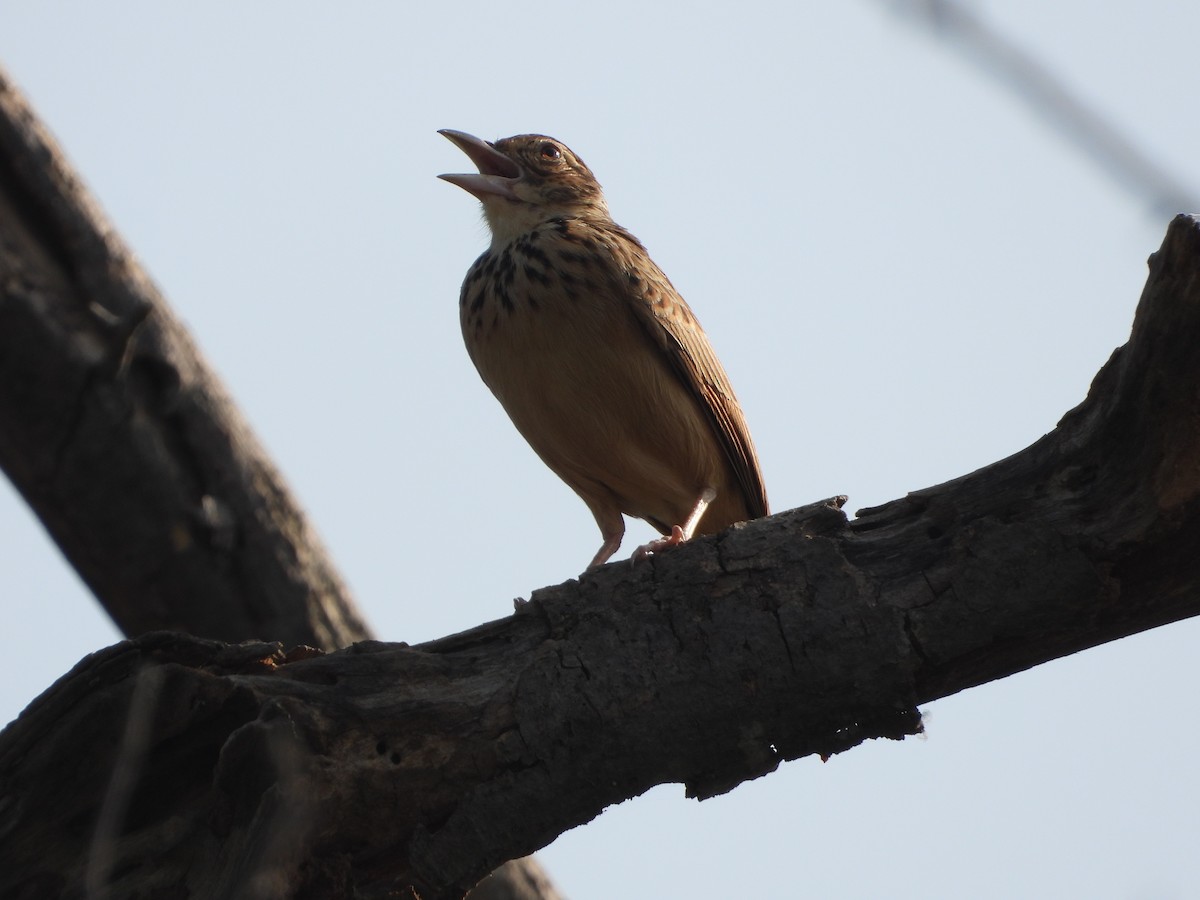 Jerdon's Bushlark - ML647744112