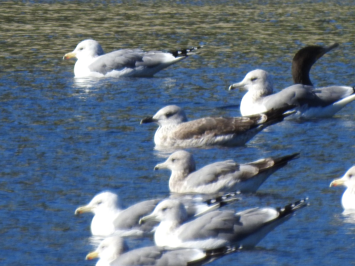 Kaio iluna - ML647744115