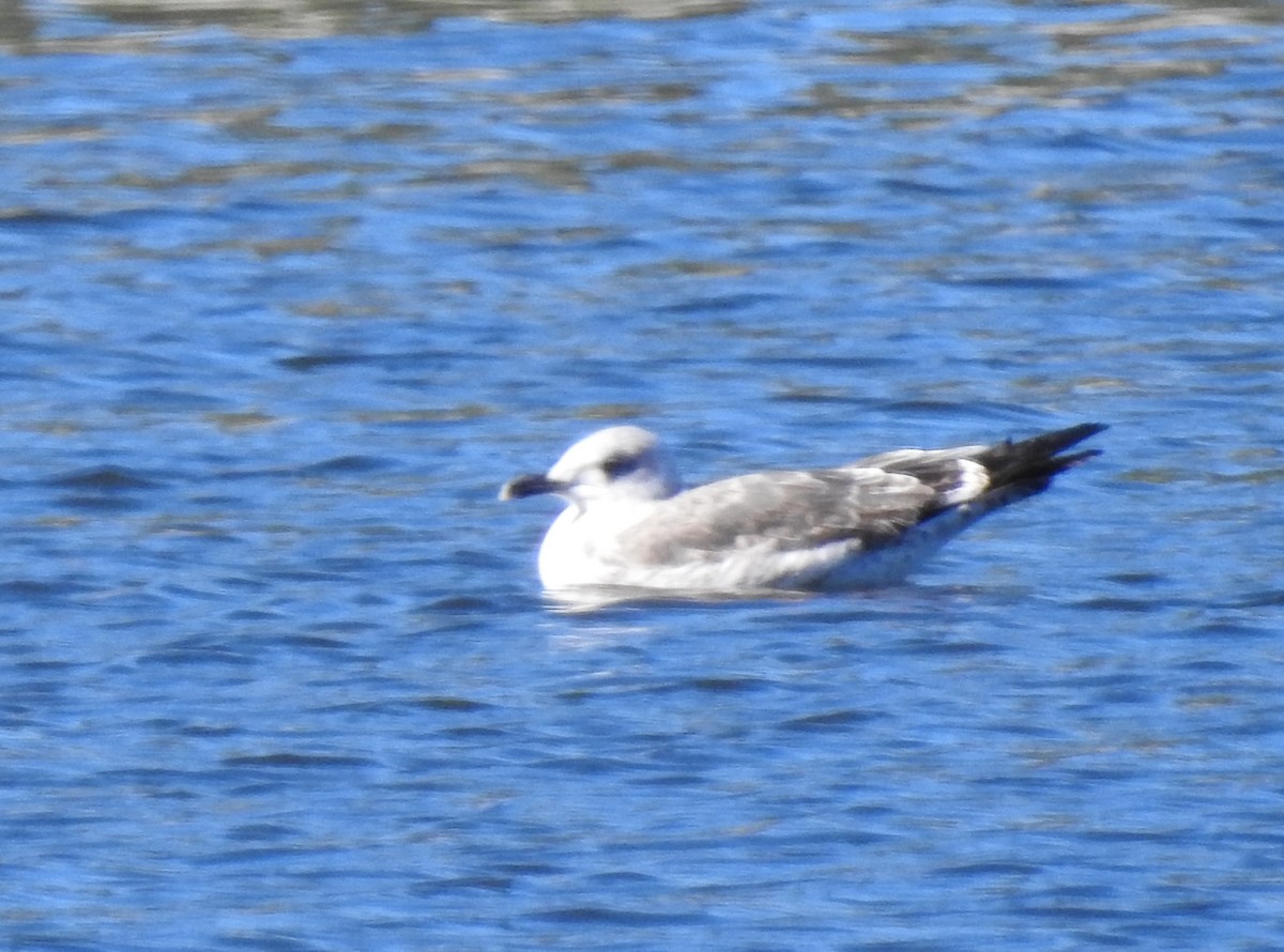 Kaio iluna - ML647744116