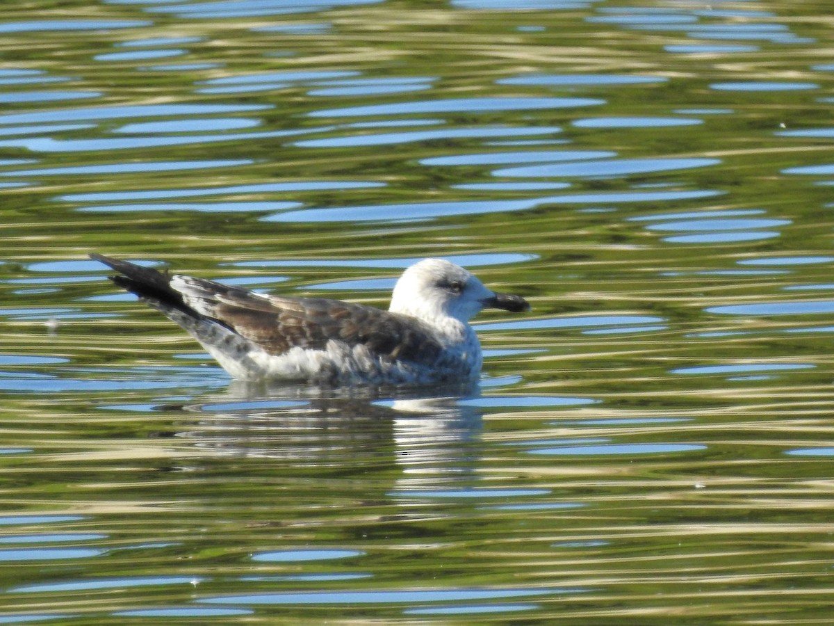 Kaio iluna - ML647744117