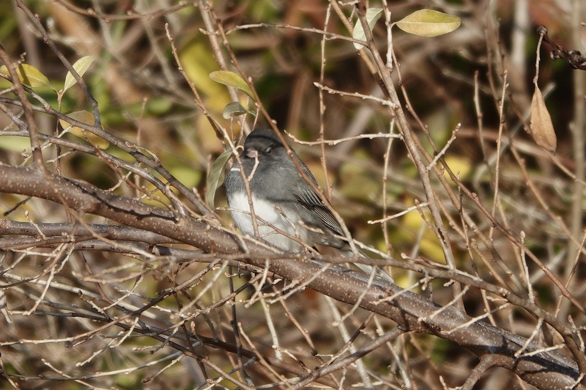 Dark-eyed Junco - ML647744121