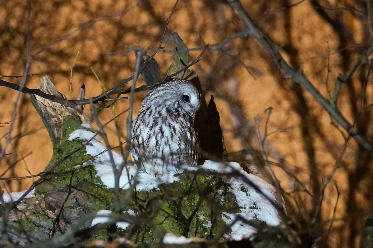 kattugle - ML647744126