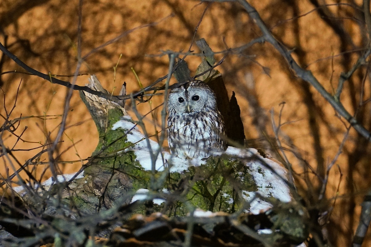 kattugle - ML647744127