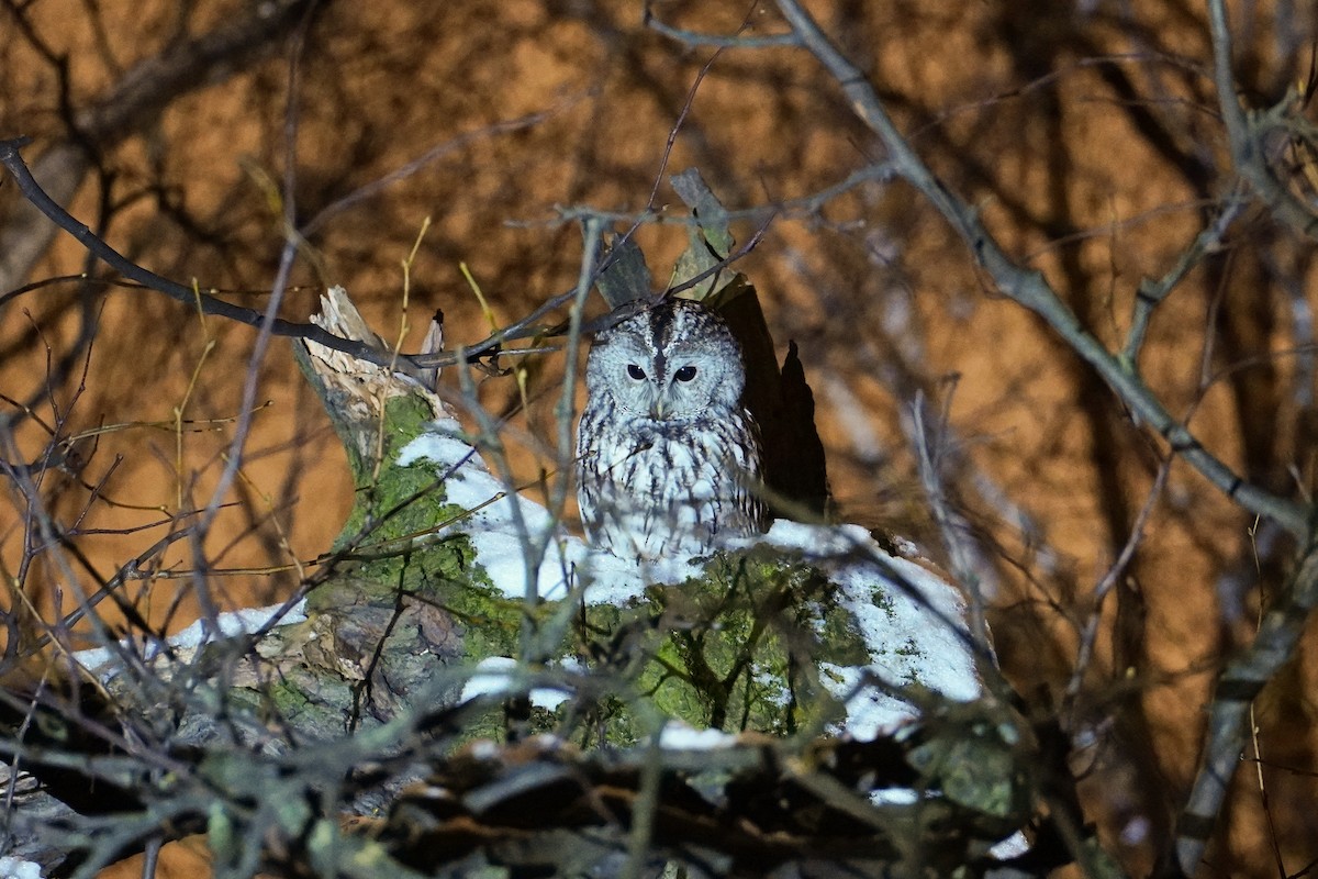 kattugle - ML647744128