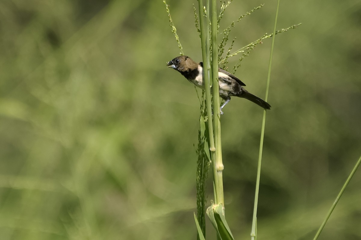 Javan Munia - ML647744140