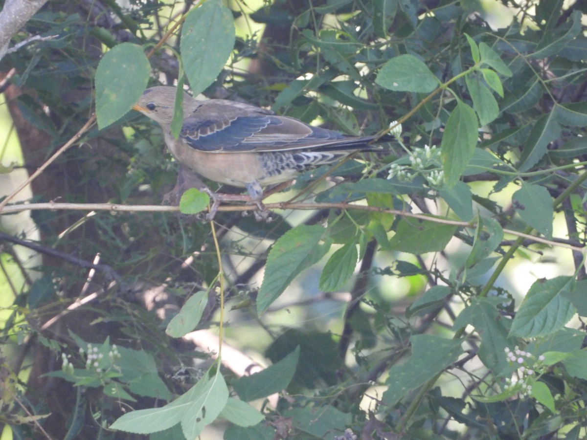 Rosy Starling - ML647744153