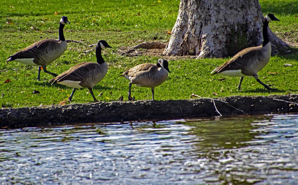 Barnacla Canadiense Grande - ML647744155