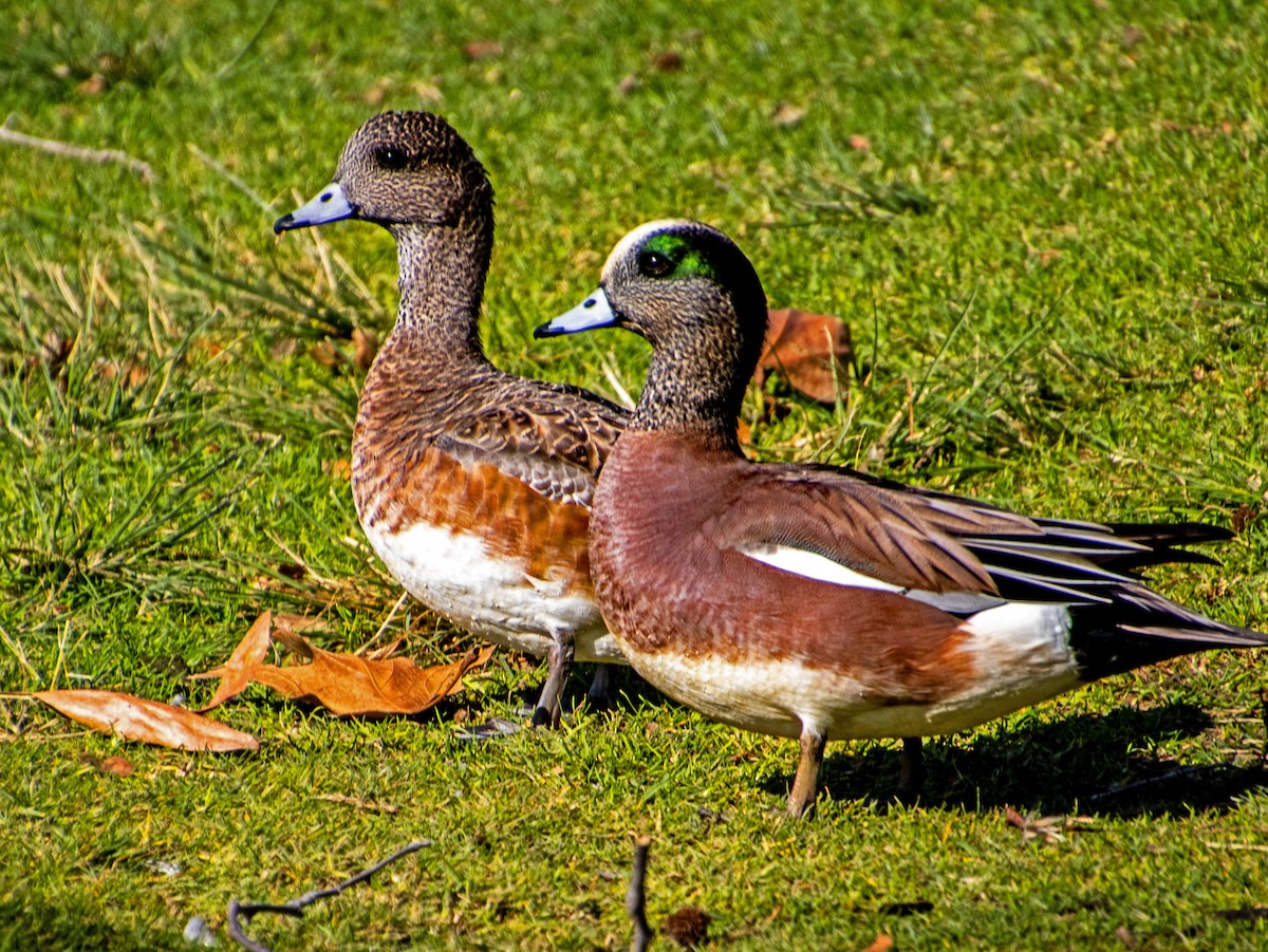 Silbón Americano - ML647744160