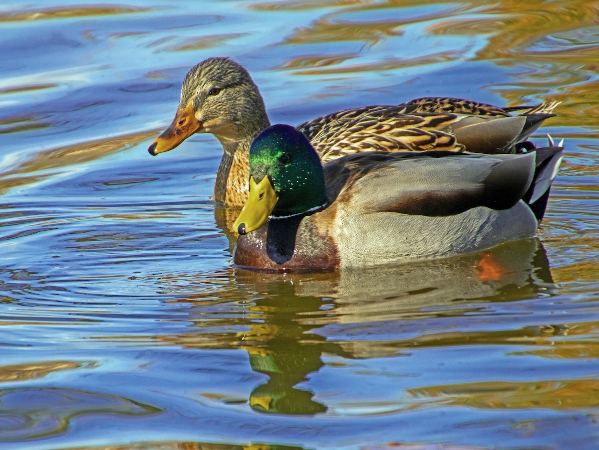 Ánade Azulón - ML647744166