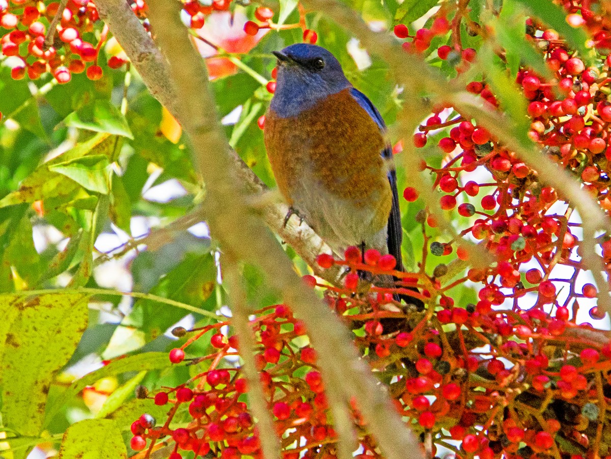 Western Bluebird - ML647744173