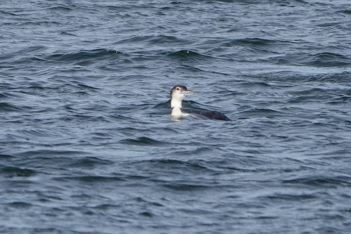 Common Loon - ML647744181