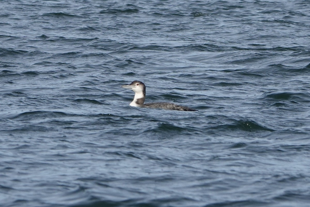 Common Loon - ML647744182
