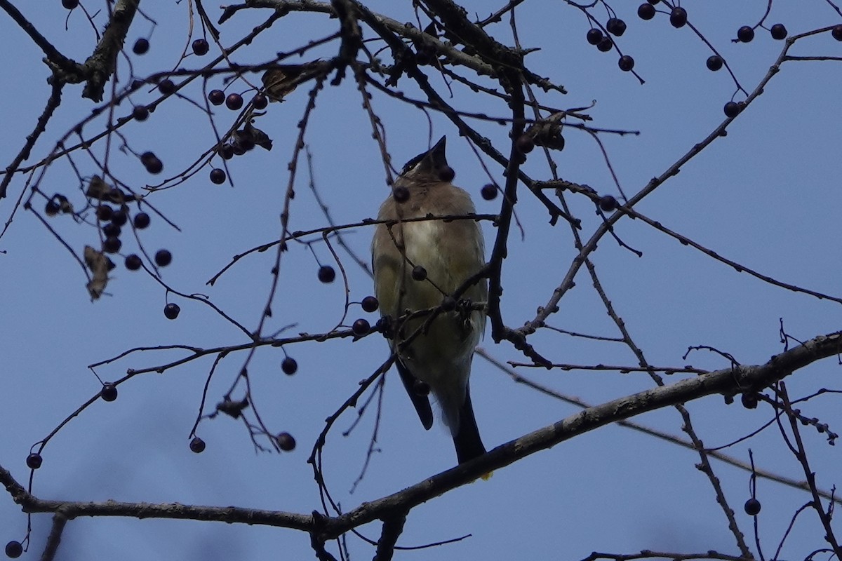 Cedar Waxwing - ML647744194