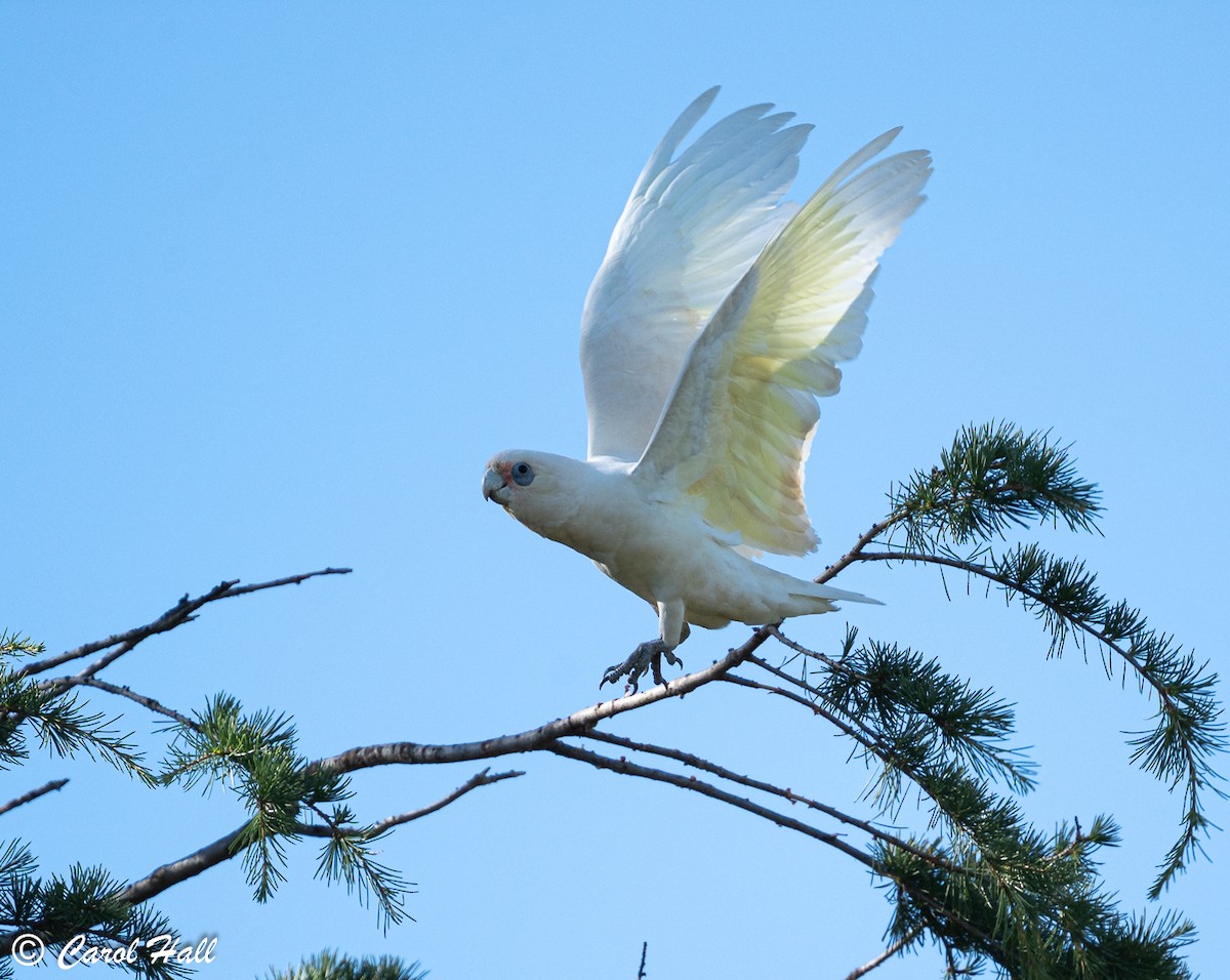 Little Corella - ML647744205