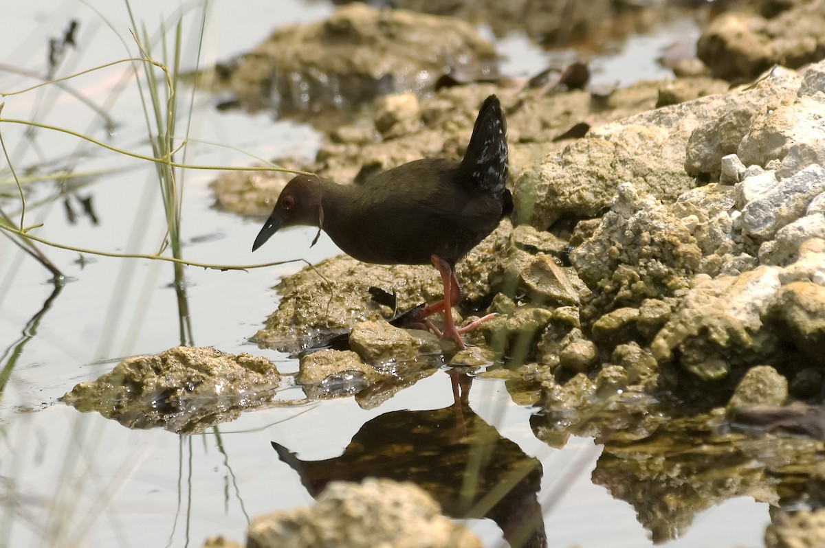 chřástal hnědoprsý - ML647744206