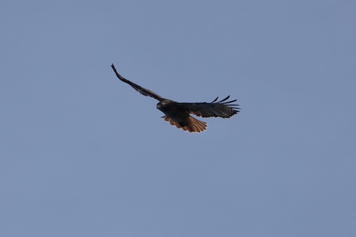 Red-tailed Hawk - ML647744207