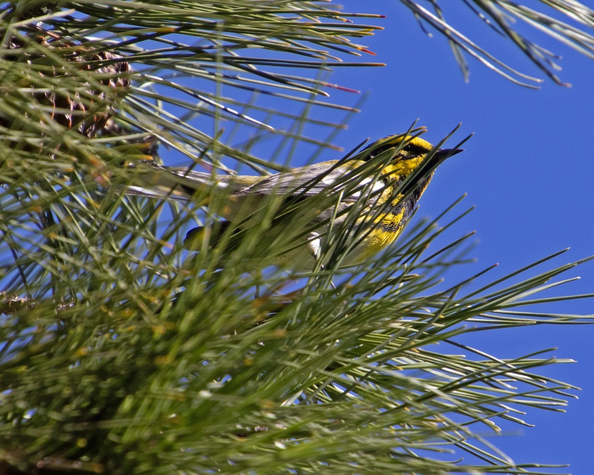 Reinita de Townsend - ML647744209