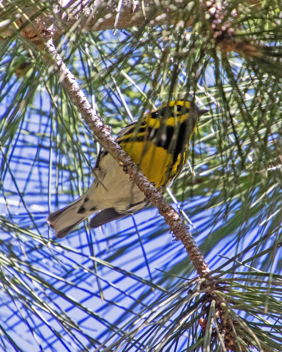 Reinita de Townsend - ML647744210