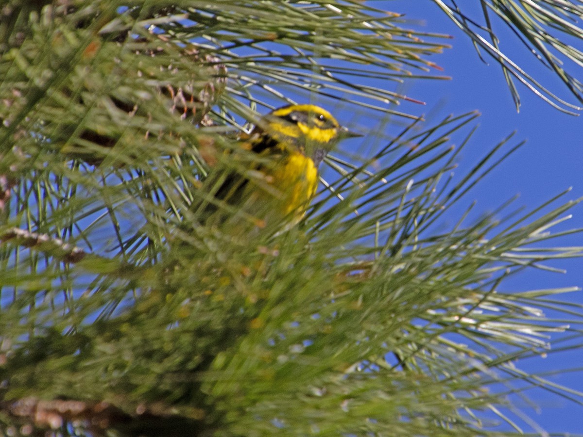 Reinita de Townsend - ML647744211