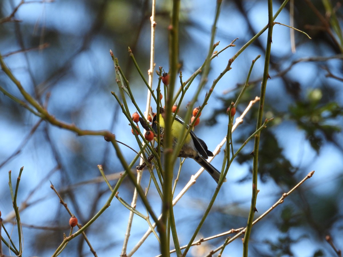 Bergkohlmeise - ML647744227