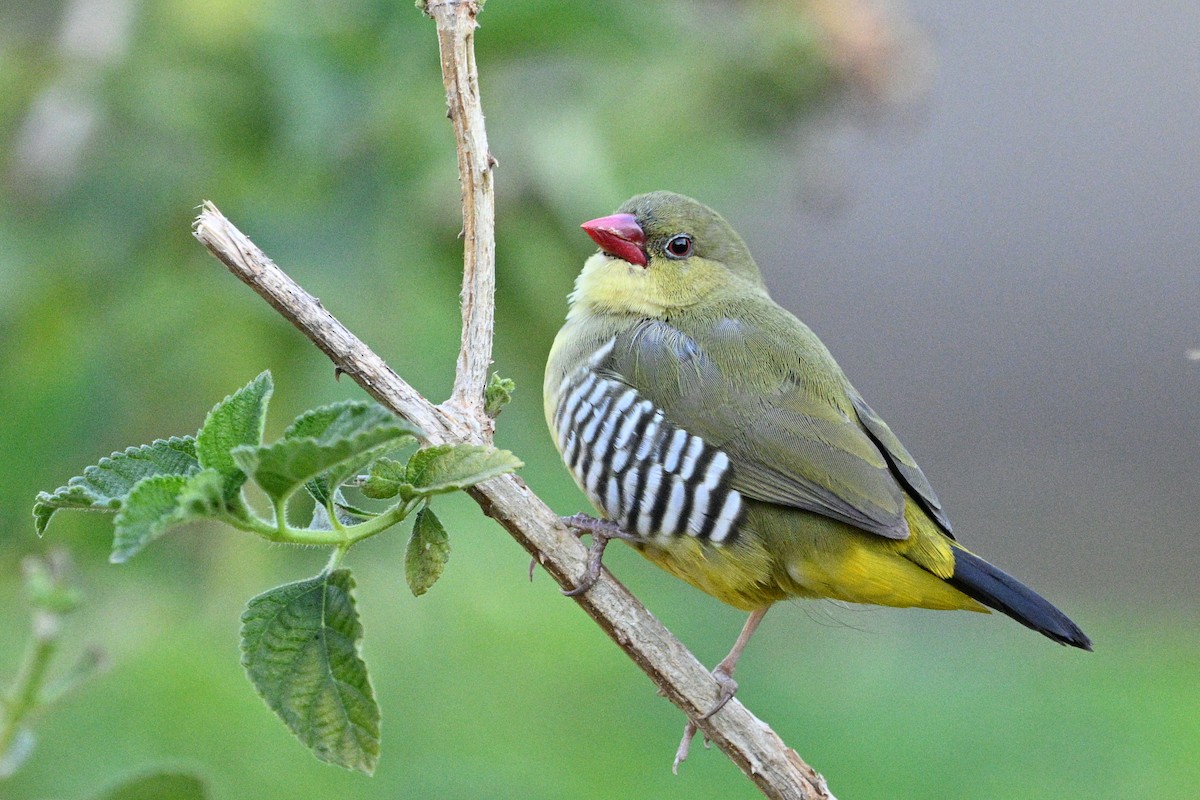 Bengali vert - ML647744232