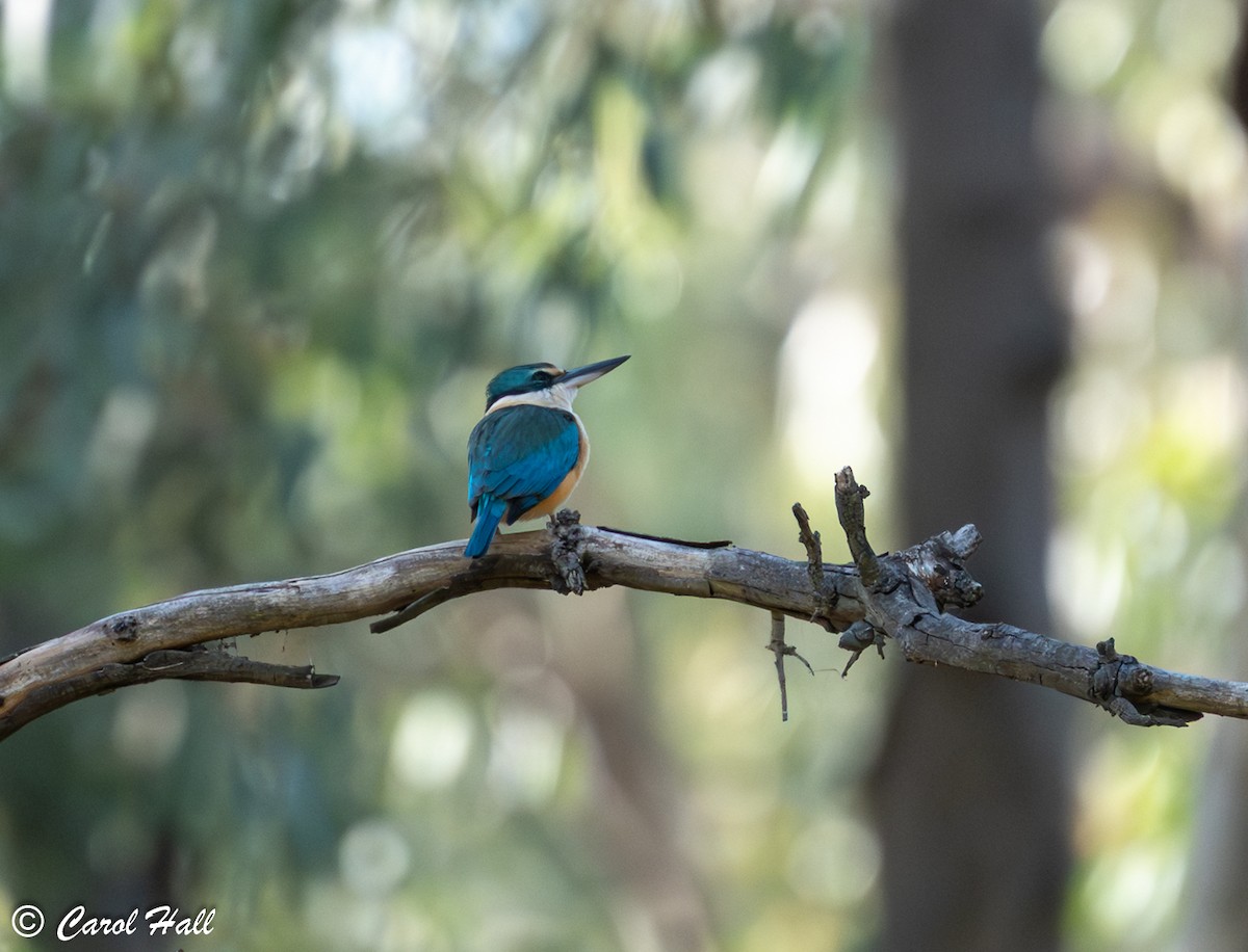 Sacred Kingfisher (Australasian) - ML647744237
