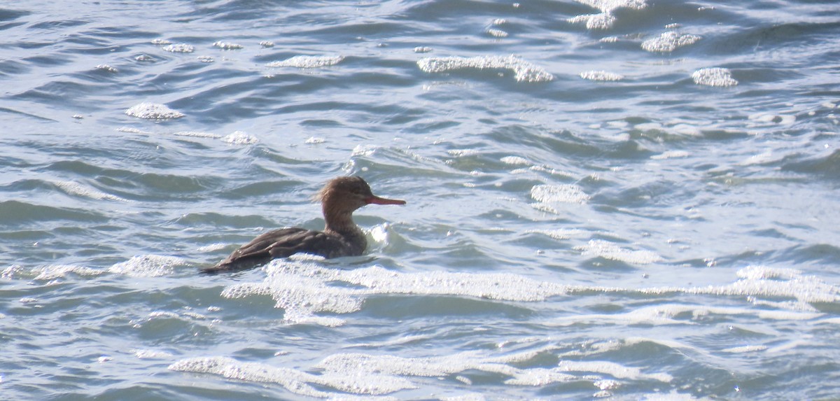 Serreta Mediana - ML647744240