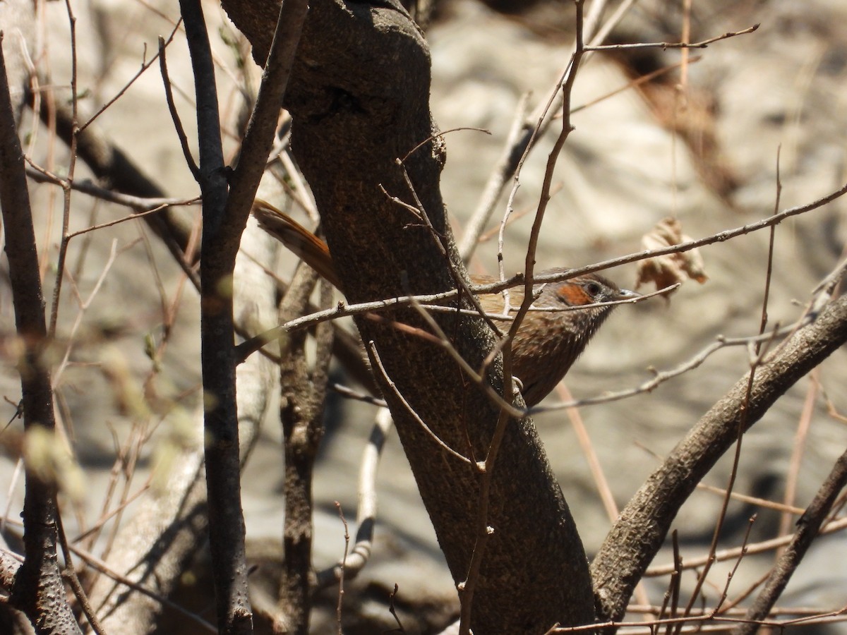 Streaked Laughingthrush - ML647744241