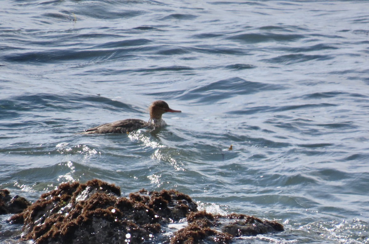 Serreta Mediana - ML647744242